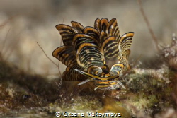 Nudibranch Cyerce nigra by Oksana Maksymova 